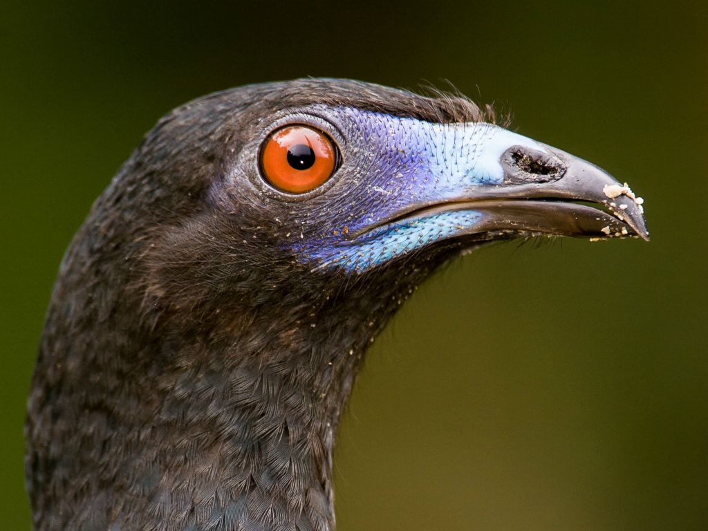 Black Guan