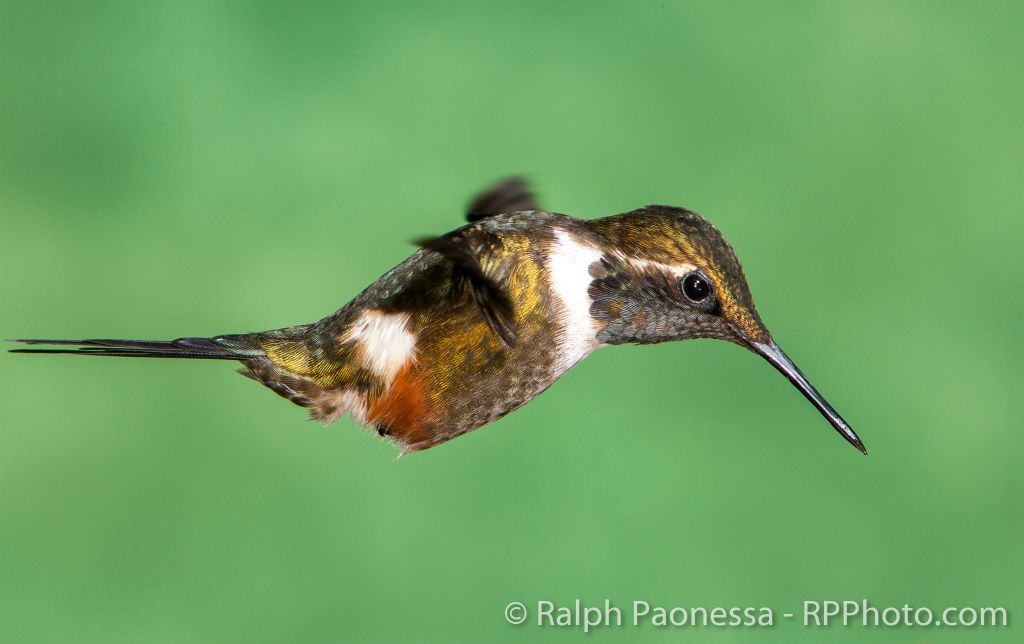 Purple-throated Woodstar