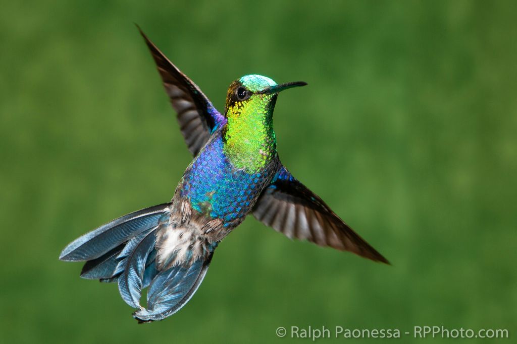 Green-crowned Woodnymph