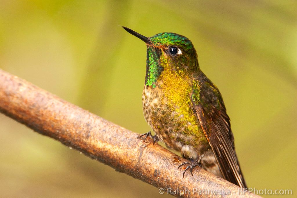 Tyrian Metaltail