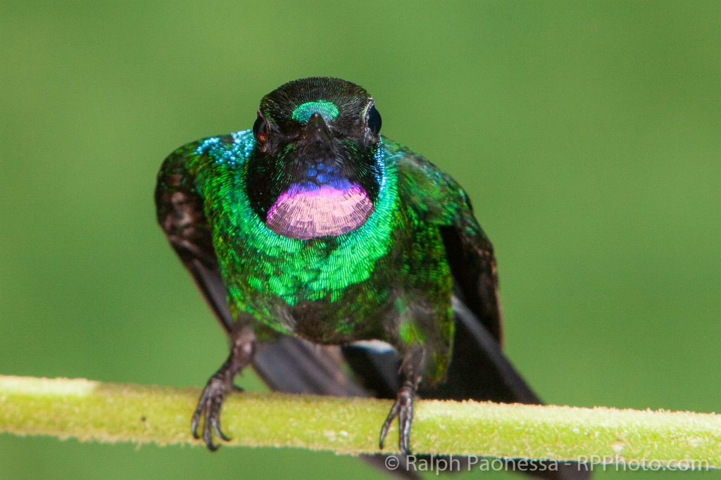 Tourmaline Sunangel