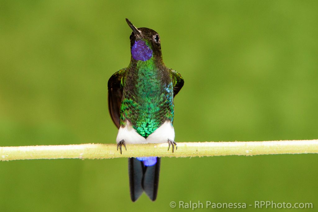 Glowing Puffleg