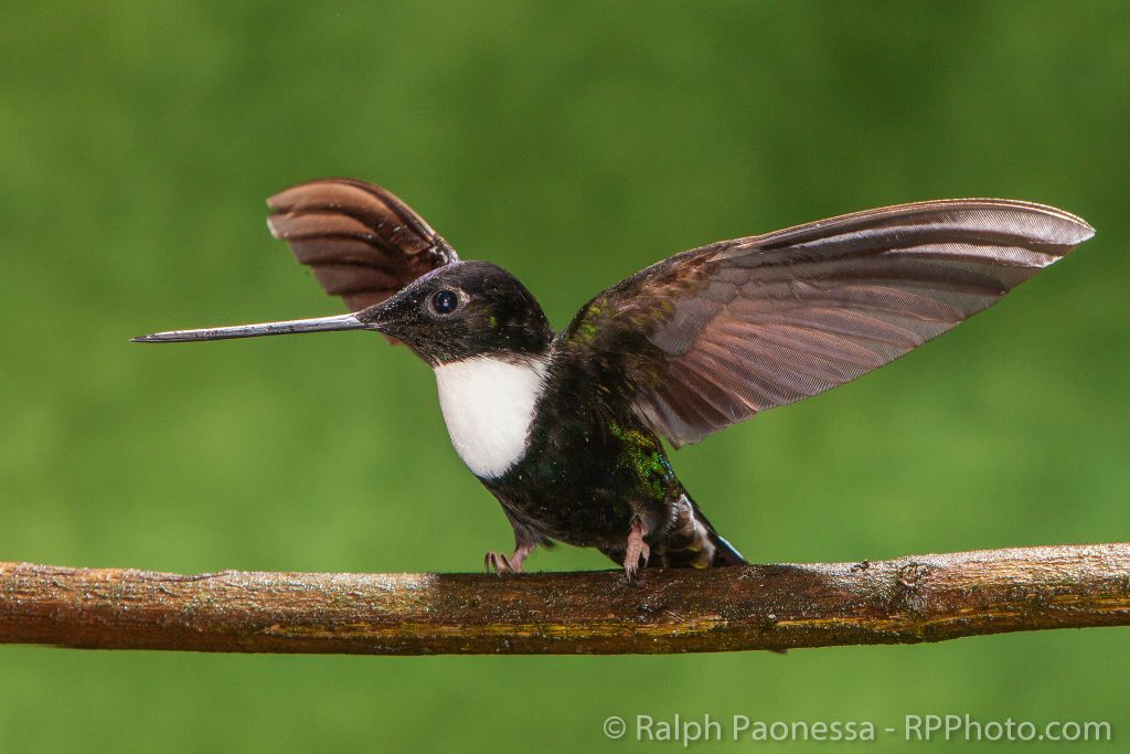 Collared Inca