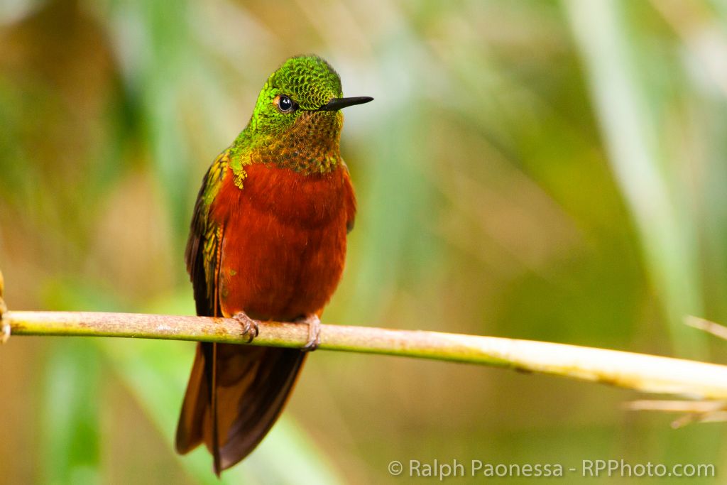 Chestnut-breasted Coronet