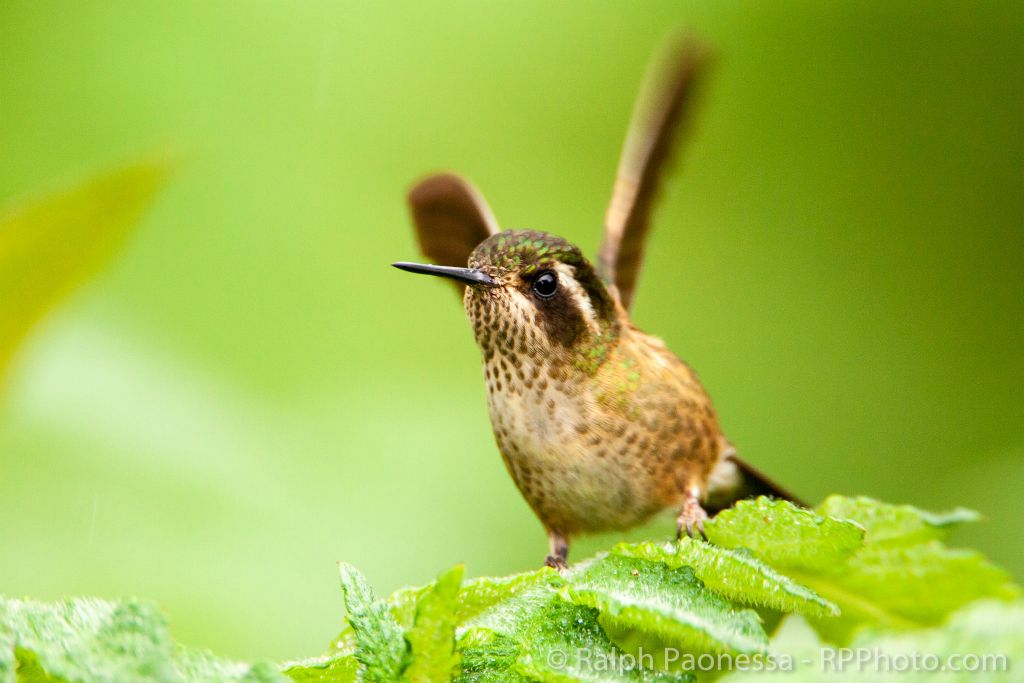 Speckled Hummingbird