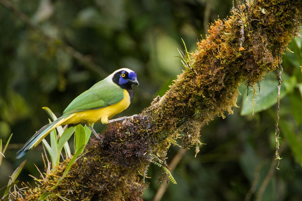 Inca Jay