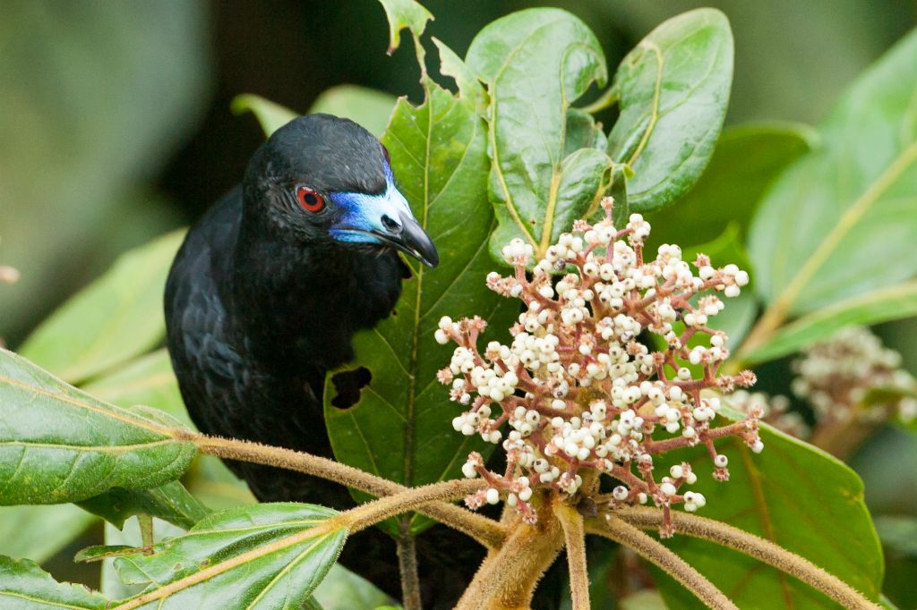 Black Guan