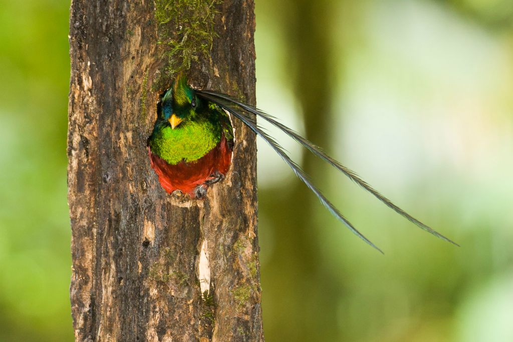 Resplendent Quetzal male