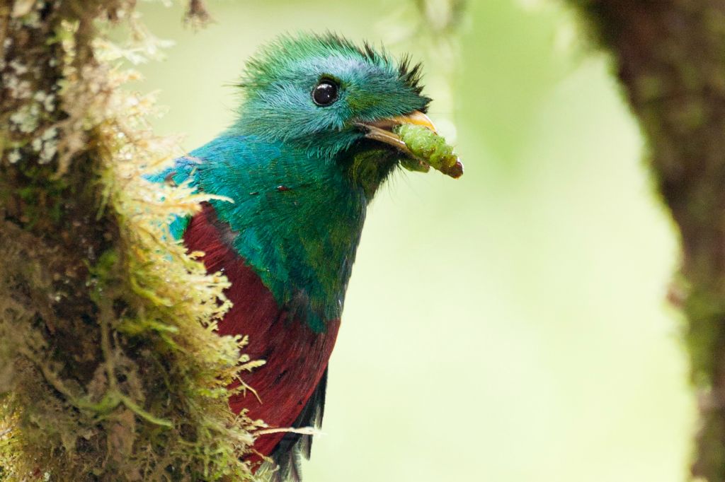 Resplendent Quetzal male