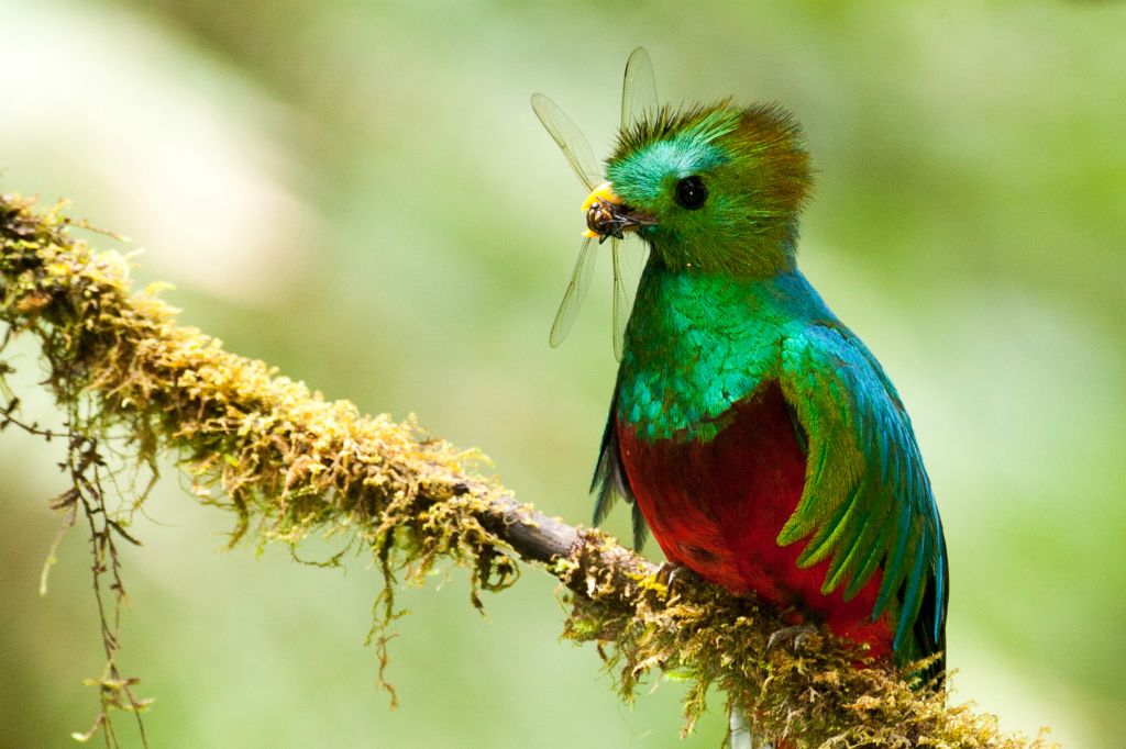 Resplendent Quetzal male