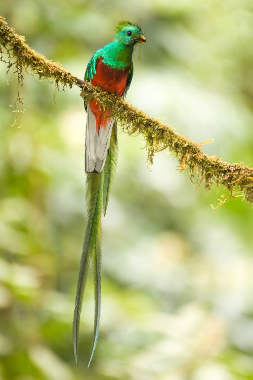 Resplendent Quetzal male