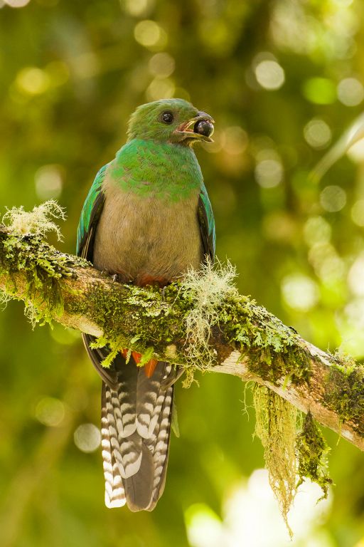 Resplendent Quetzal female