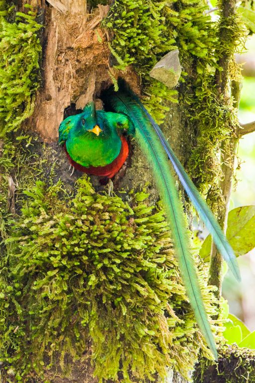 Resplendent Quetzal male