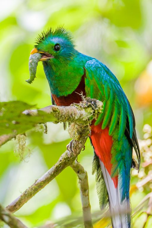 Resplendent Quetzal male