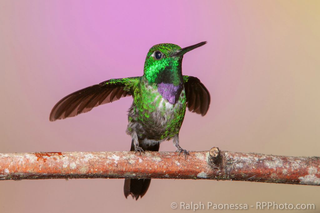 Purple-bibbed Whitetip