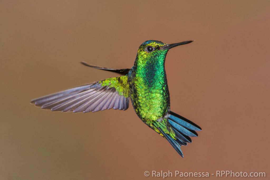 Western Emerald