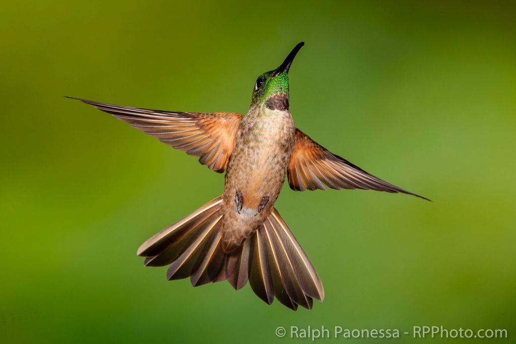 Fawn-breasted Brilliant