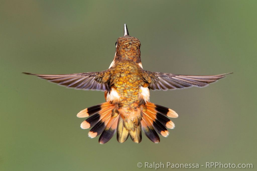 Purple-throated Woodstar