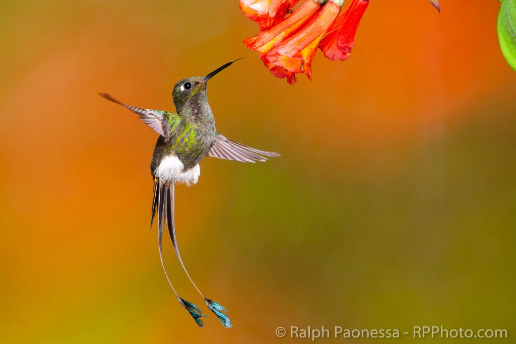 Booted Racket-tail