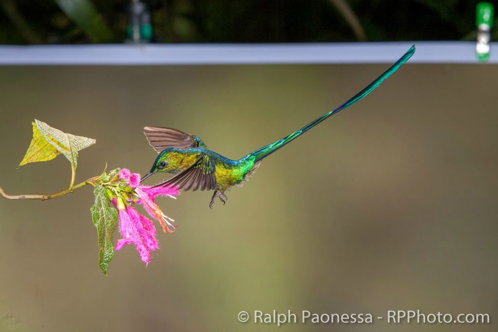 Long-tailed Sylph