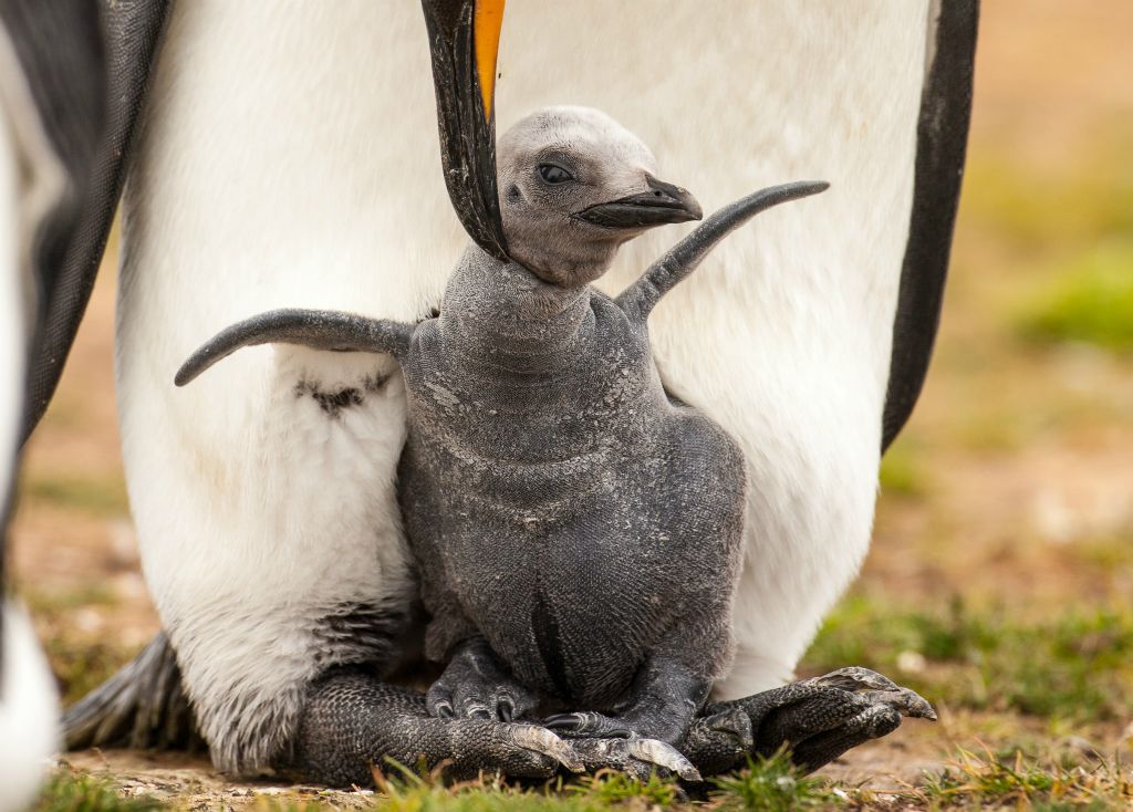 King Penguin with chick