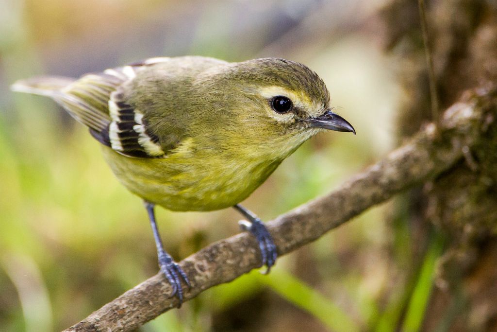 Yellow-winged Vireo