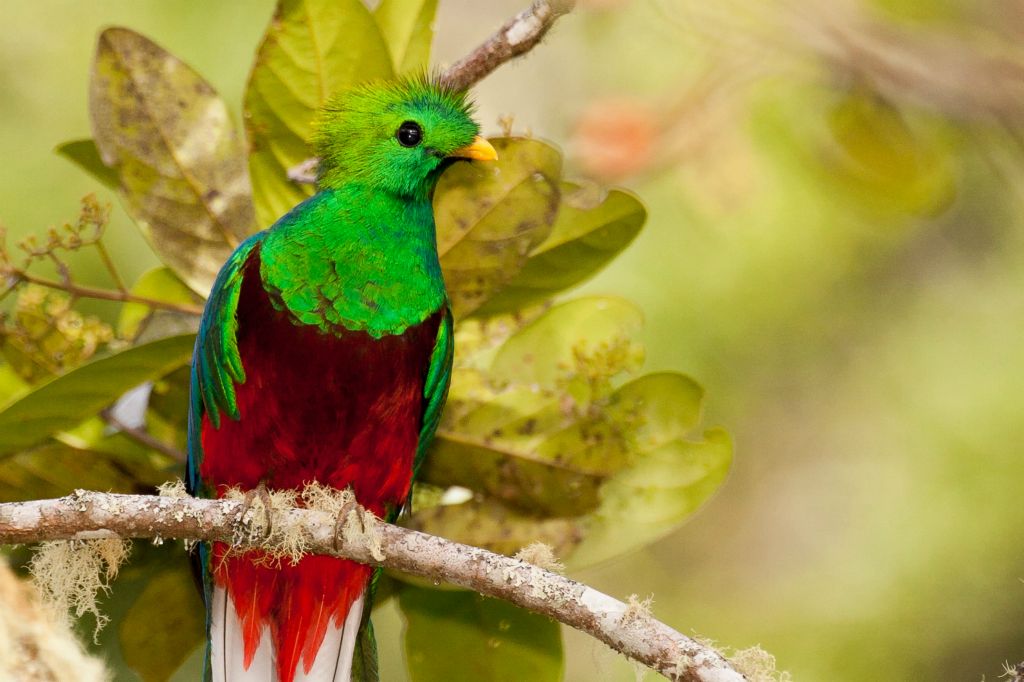 Resplendent Quetzal male