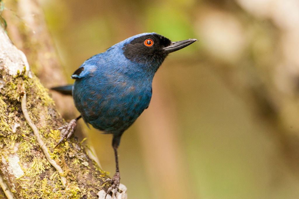 Masked Flowerpiercer