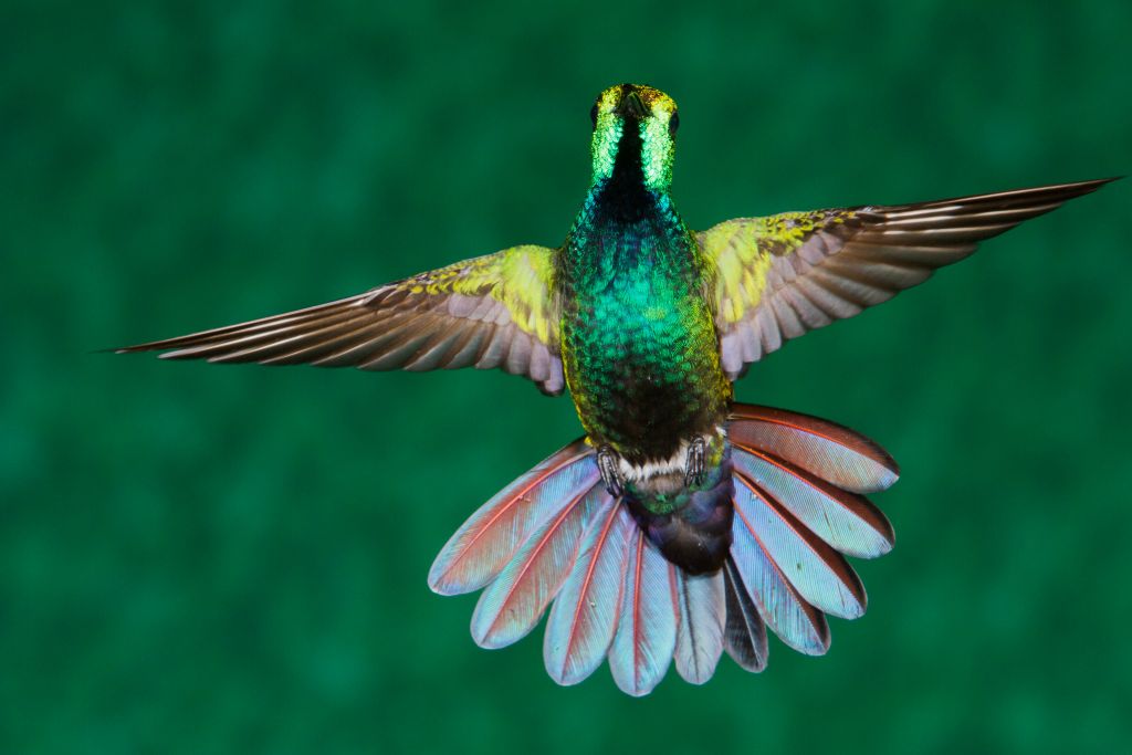 Green-breasted Mango