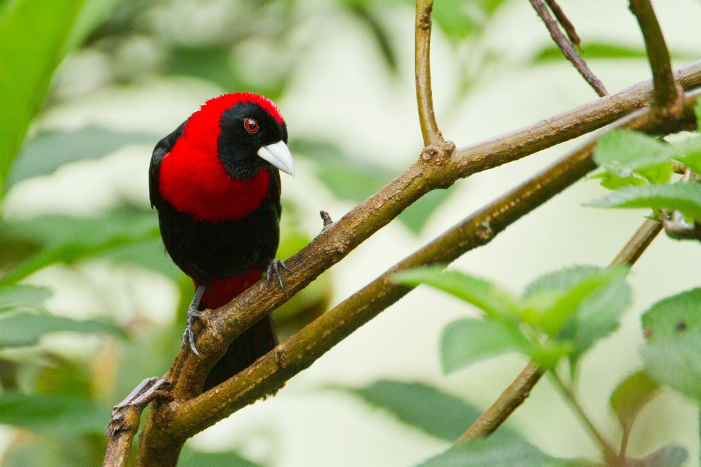 Crimson-collared Tanager