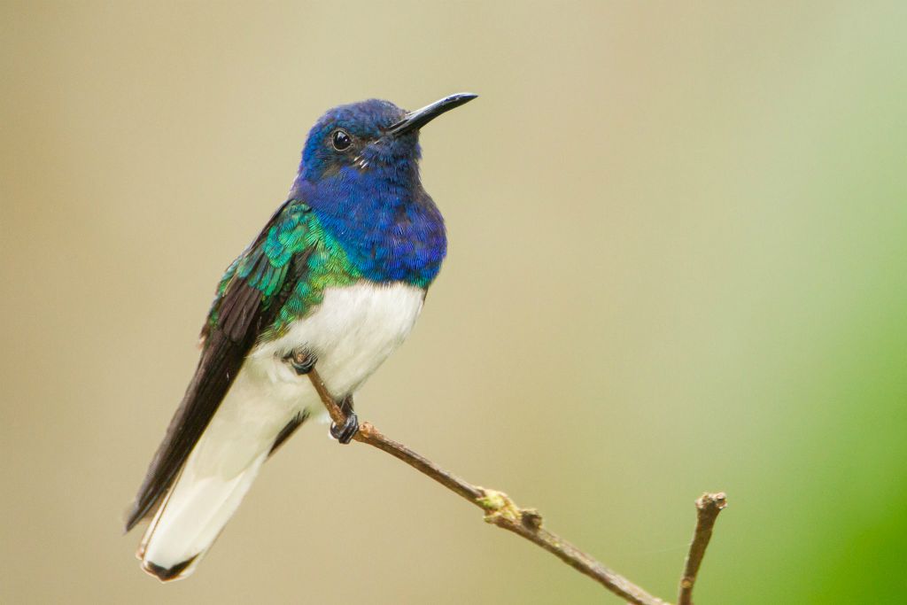 White-necked Jacobin