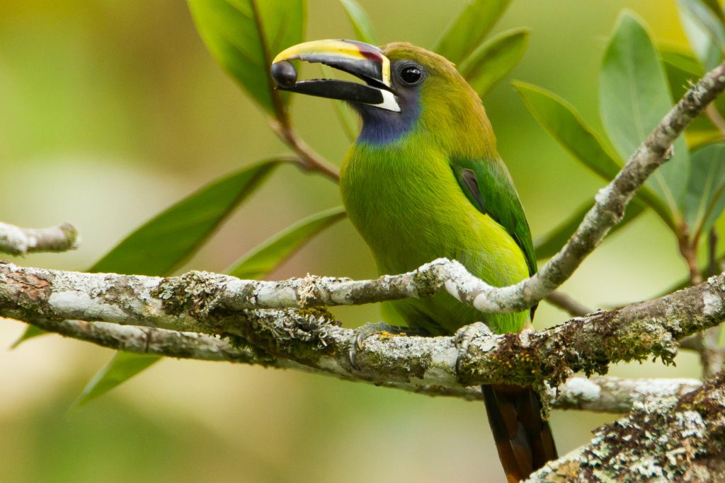 Emerald Toucanet