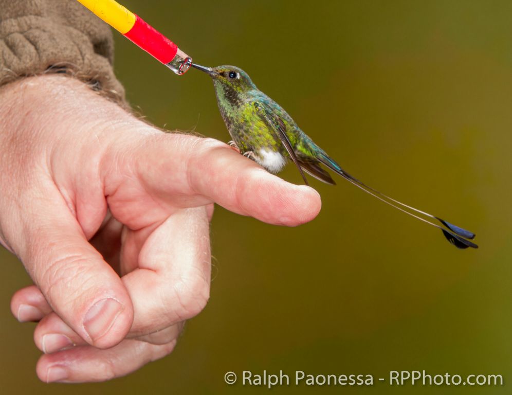 Ralph Paonessa and Booted Racket-tail