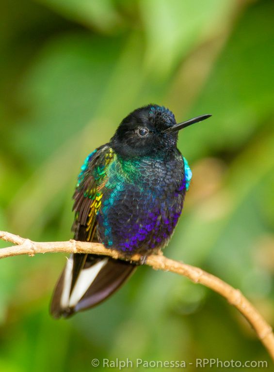Velvet-purple Coronet