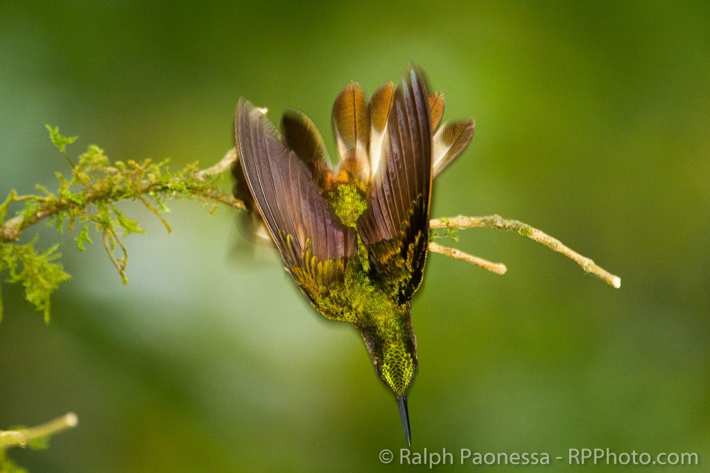 Buff-tailed Coronet