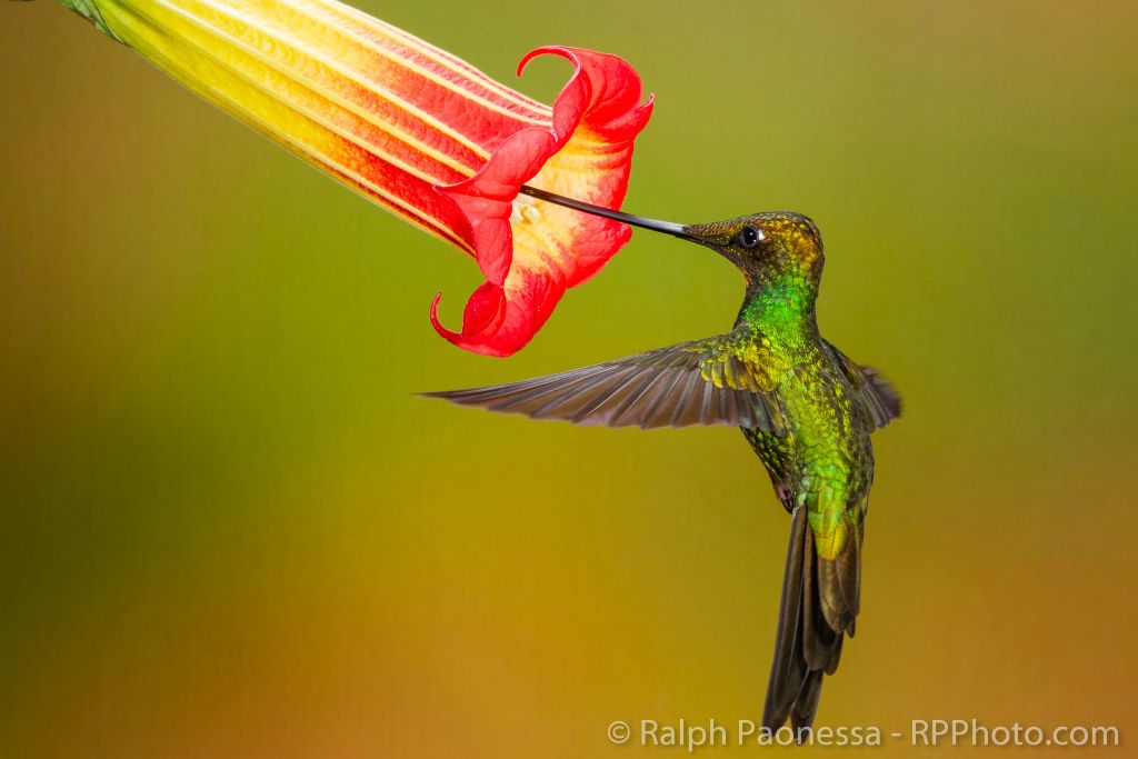 Sword-billed Hummingbird