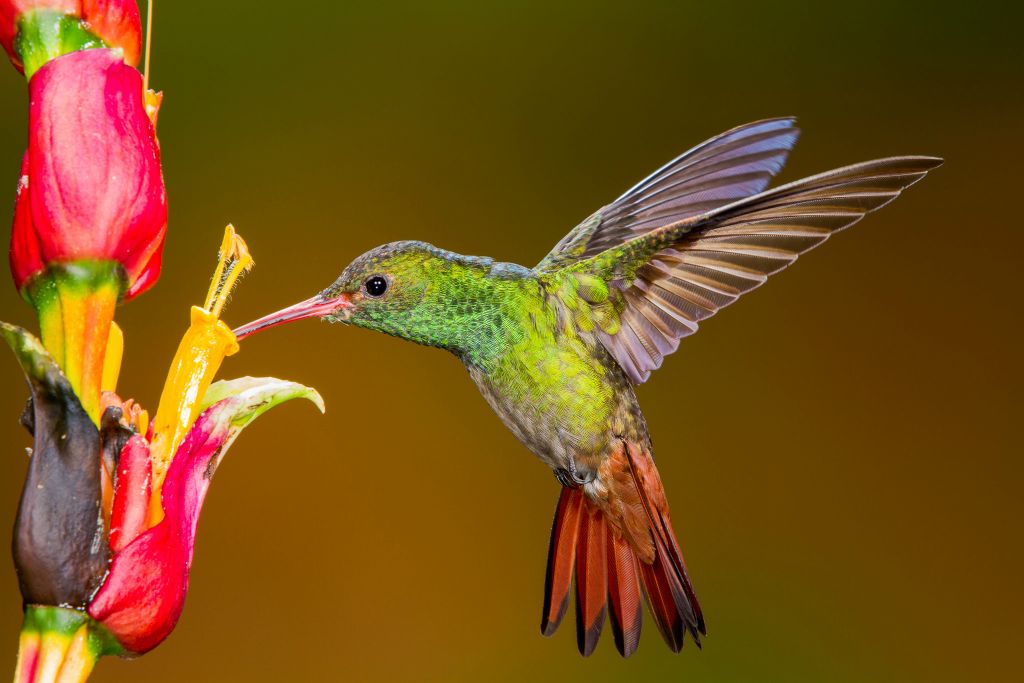 Rufous-tailed Hummingbird