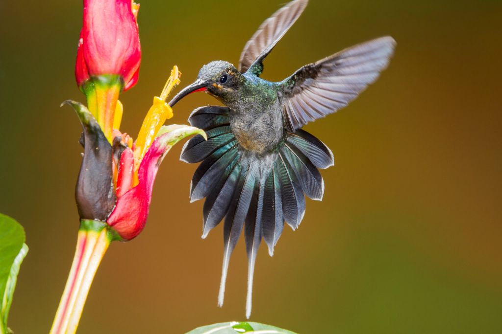 Green Hermit