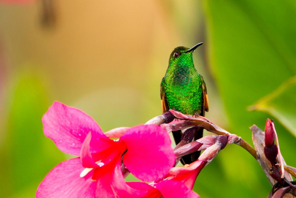 Stripe-tailed Hummingbird