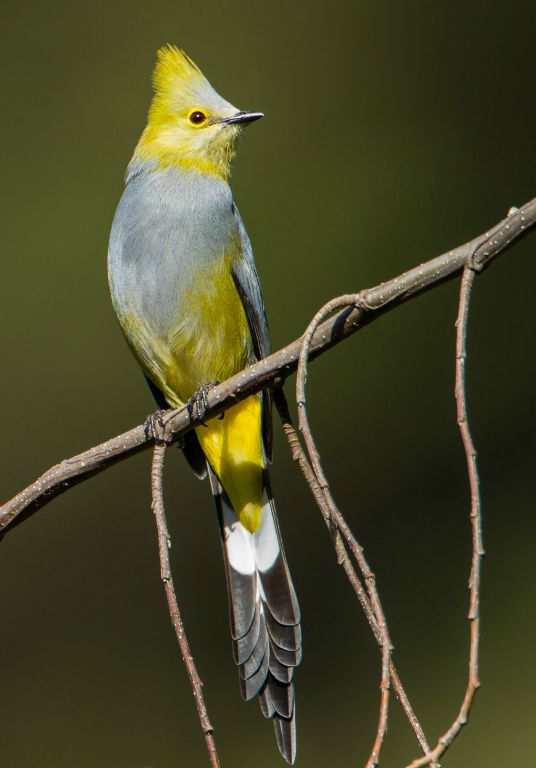 Long-tailed Silky-flycatcher