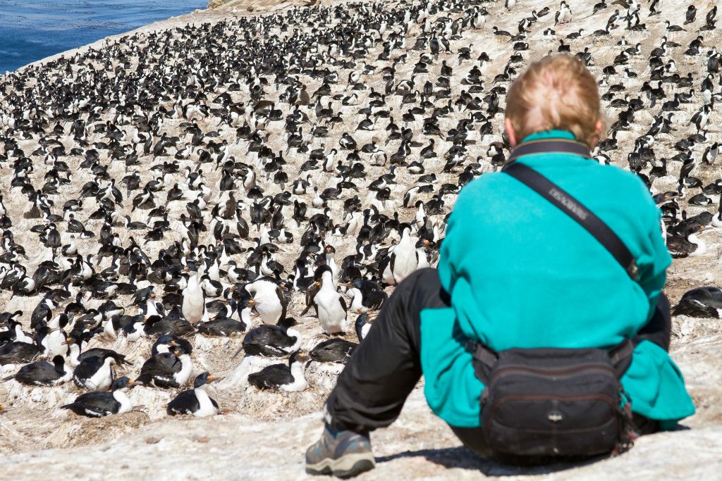 In Search of Shags