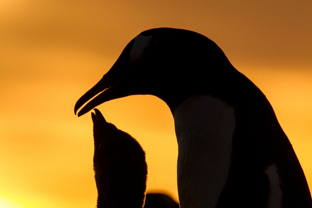 Gentoo Penguin and chick