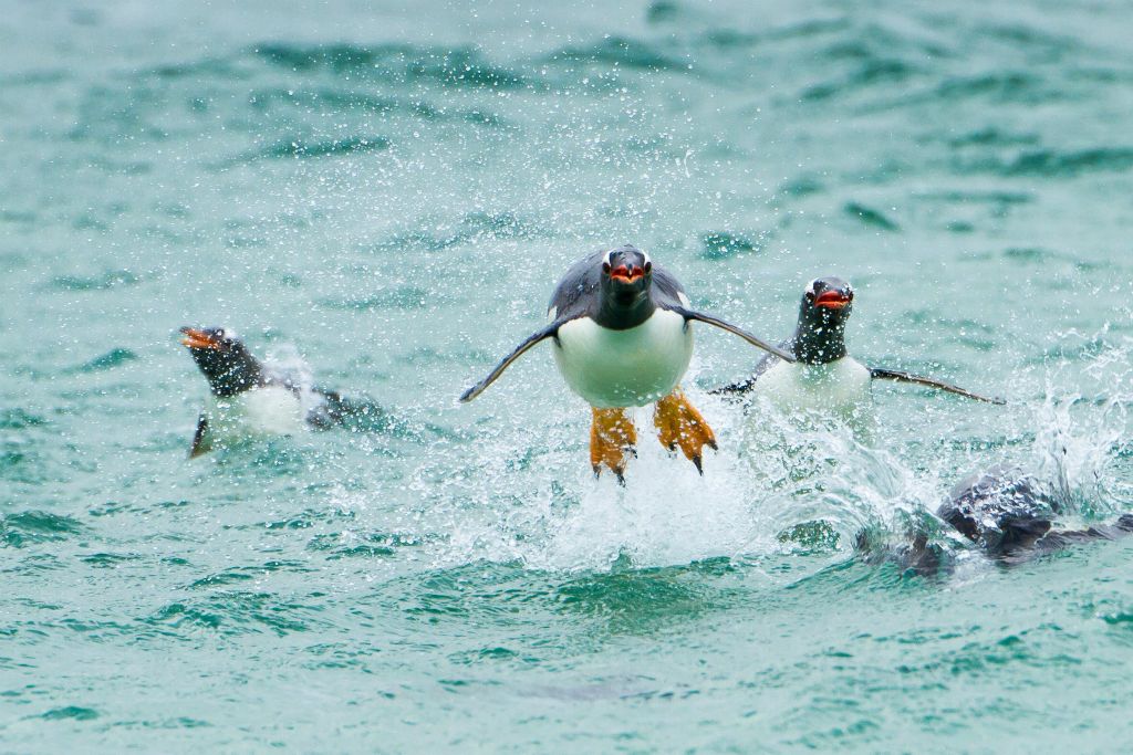 Flying Gentoo Penguin