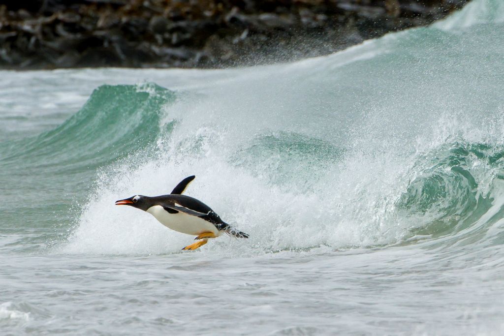 Surfing Gentoo Penguin