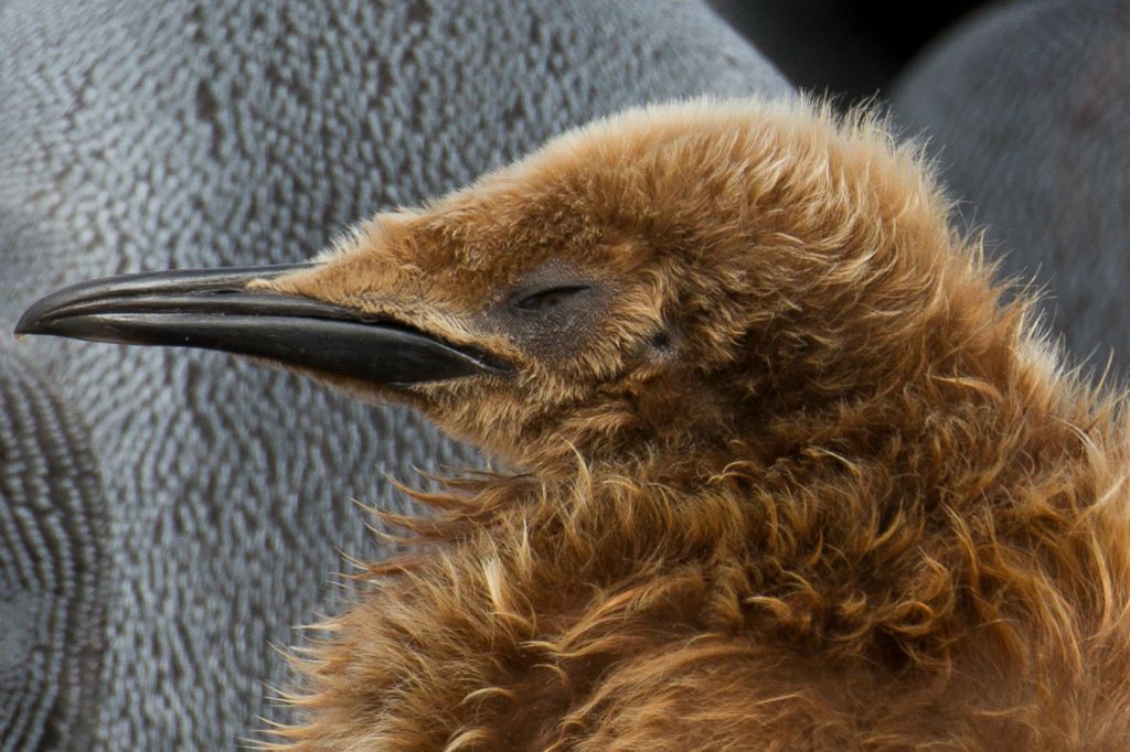 King Penguin juvenile