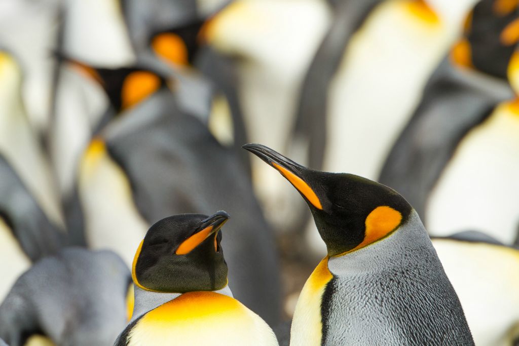 King Penguins at their colony