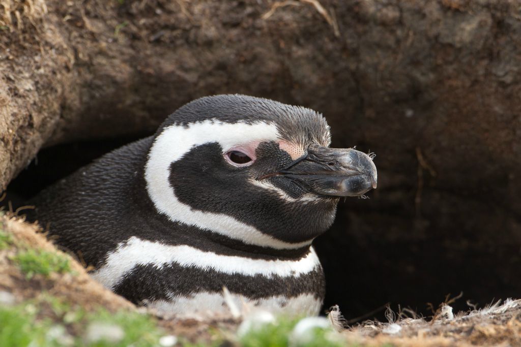 Magellanic Penguin in burrow