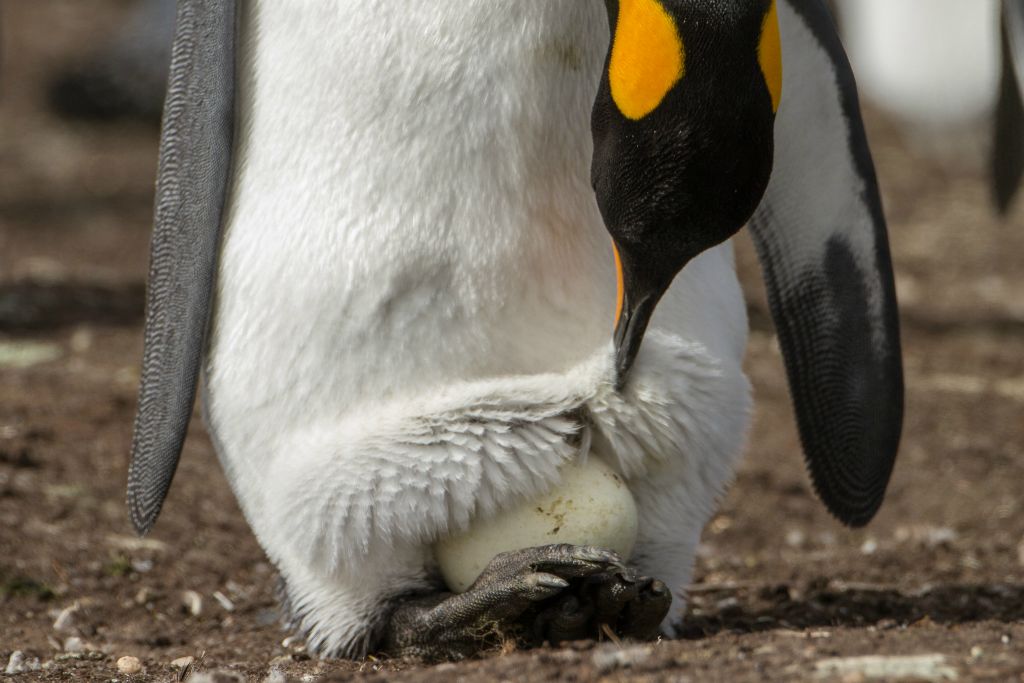 King Penguin with egg