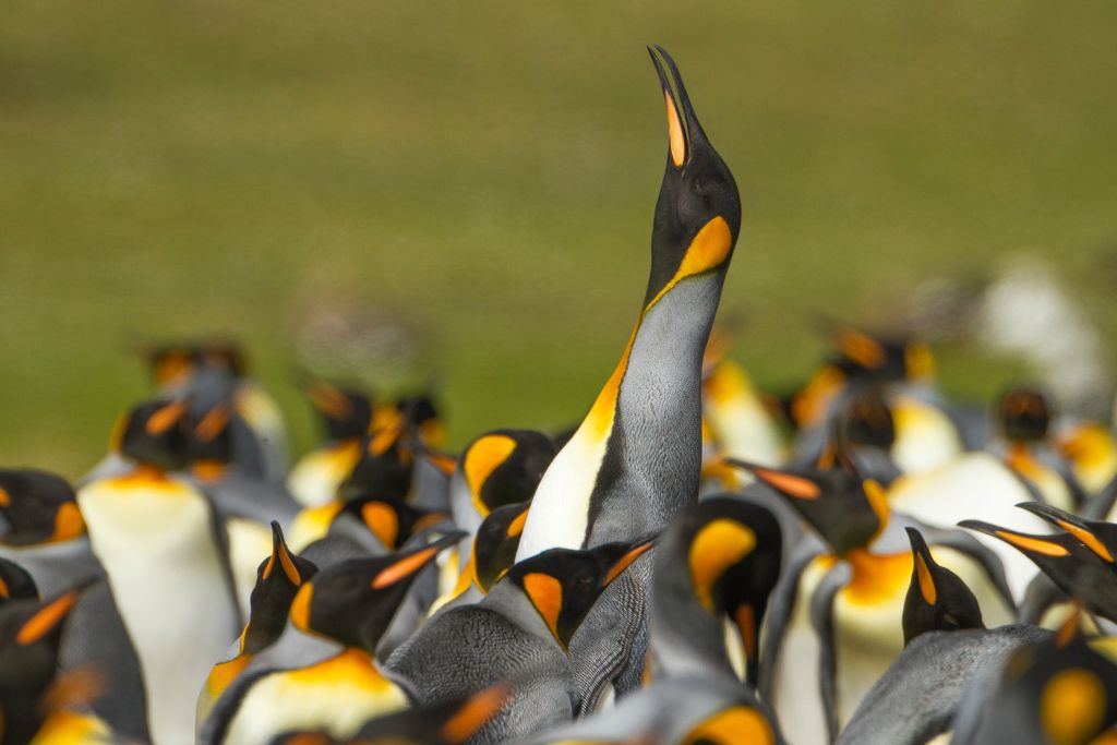 King Penguin trumpeting