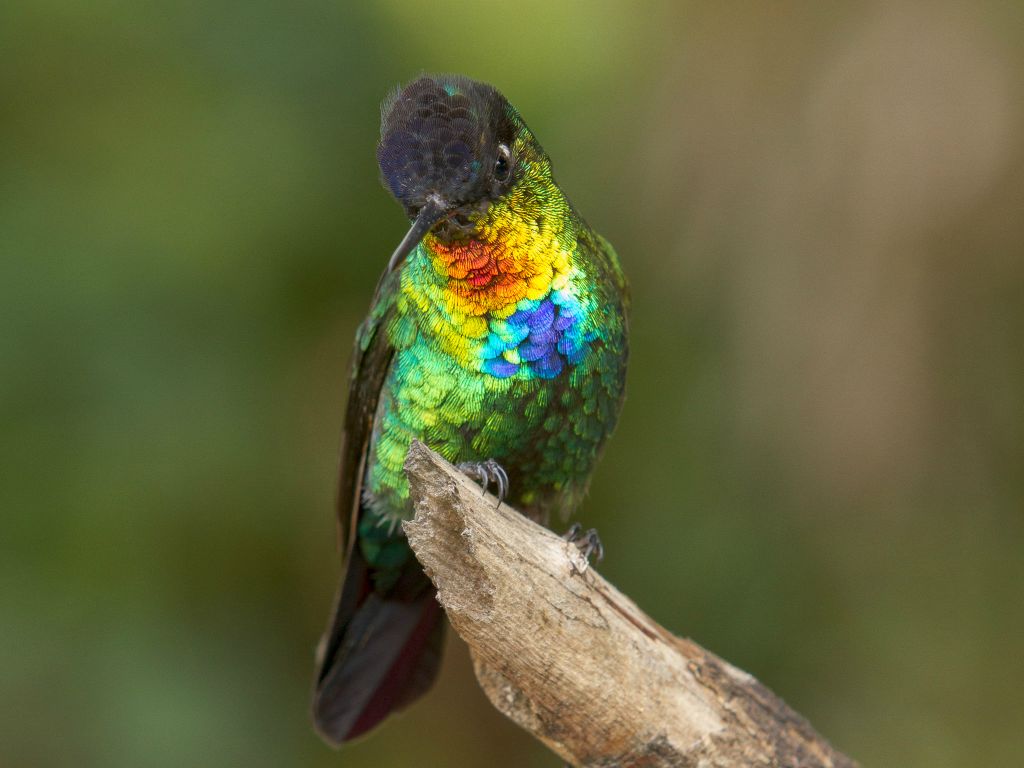 Fiery-throated Hummingbird